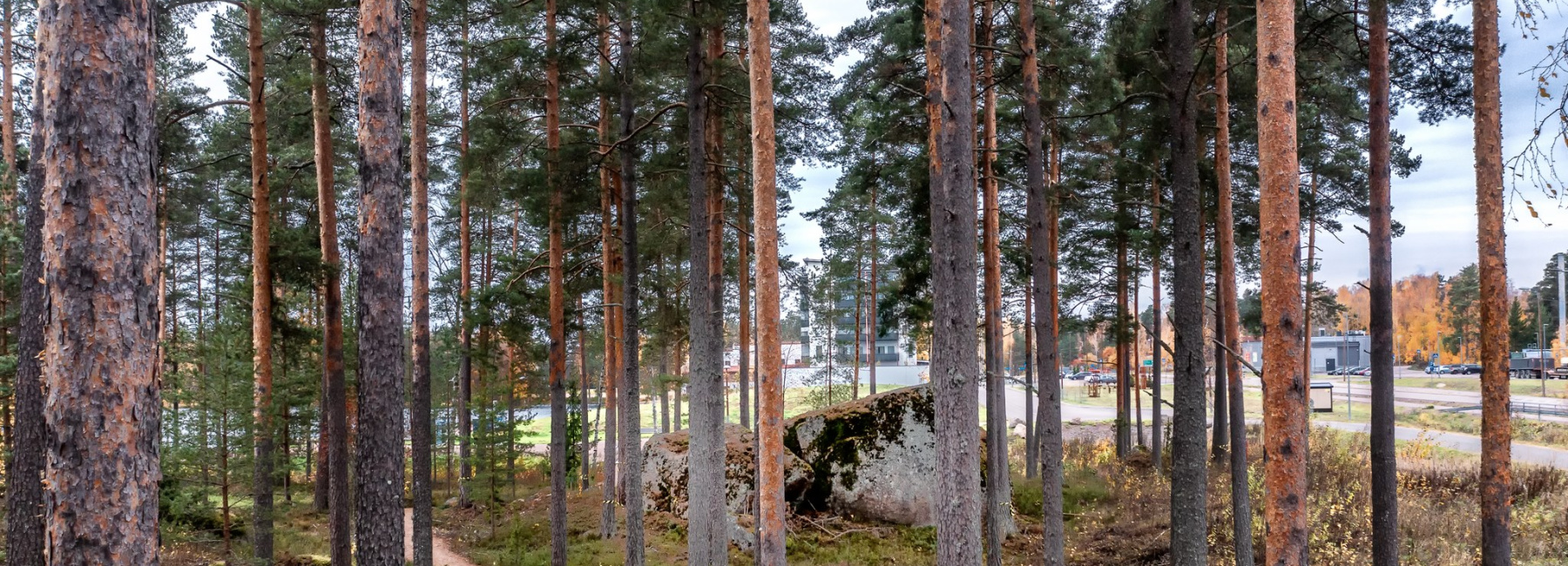 Metsä. Pyhtään kunta / Carl Svanfält