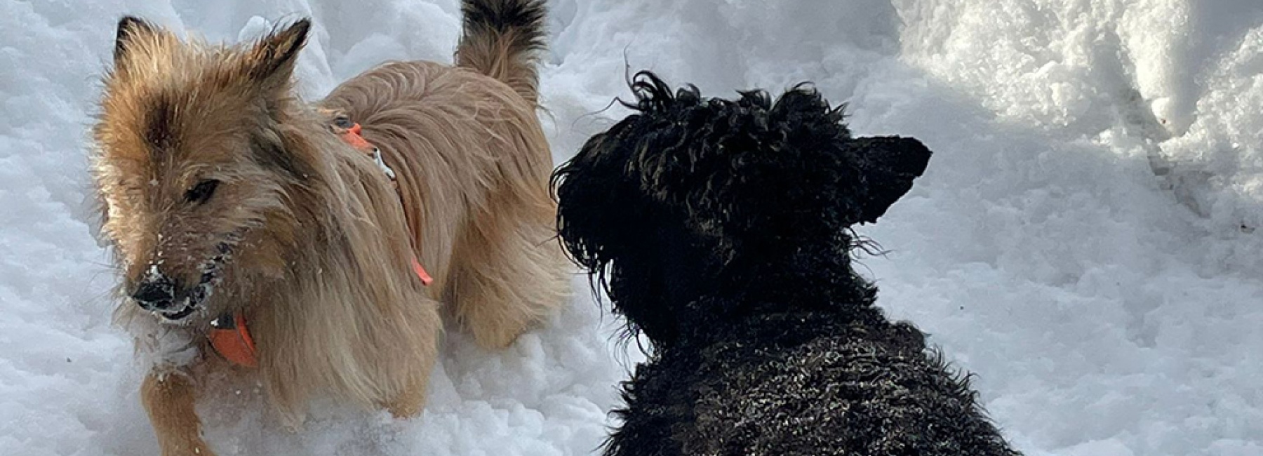 koirien lumleikkiä