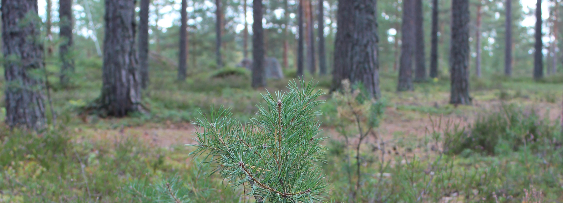 Lökörentien tontin maastoa