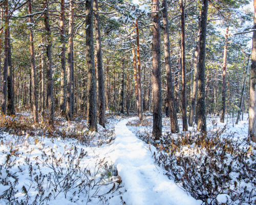 Meiän Pyttis 2026 -ideakysely on avattu