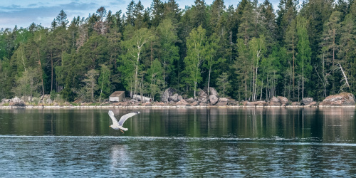Flakanäs