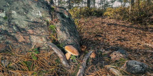 Metsä. Carl Svanfält / Pyhtään kunta
