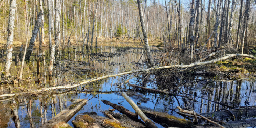 Vantaansuontakusenkujalla on huhtikuun alussa vielä hiljaista