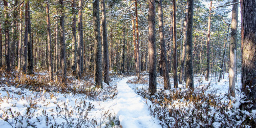Lumiharso maan pinnalla metsässä.