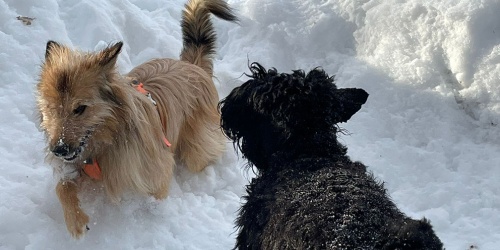 koirien lumleikkiä