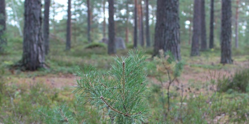 Lökörentien tontin maastoa